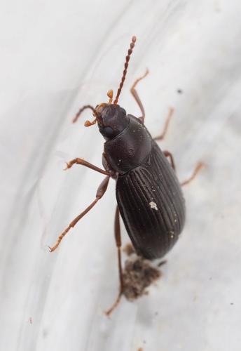 Nalassus sp.